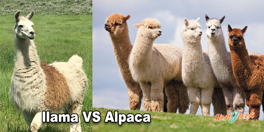 difference between a llama and alpaca